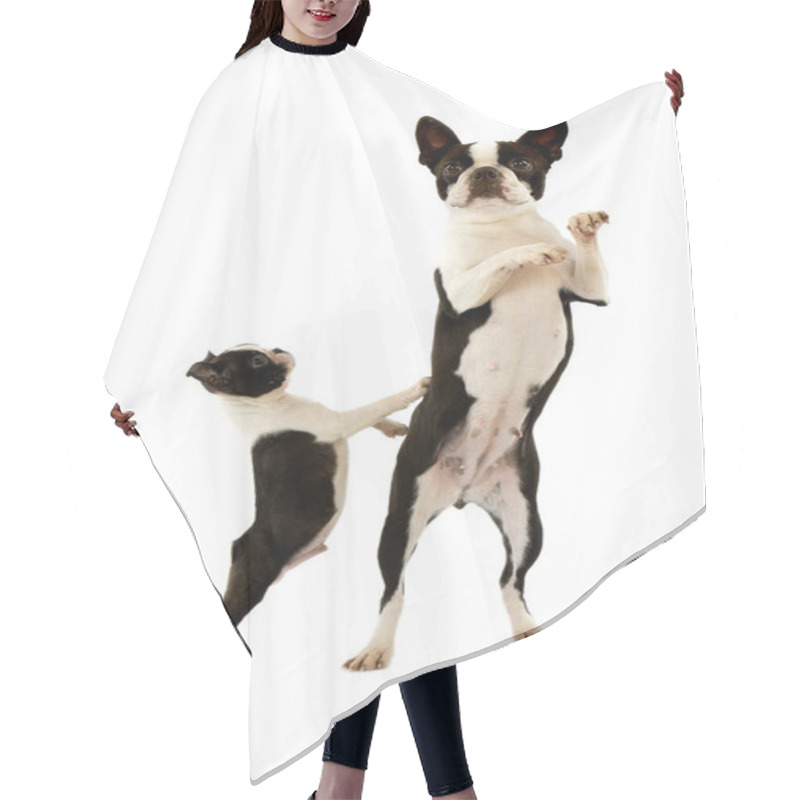 Personality  BOSTON TERRIER DOG Natural Background Hair Cutting Cape