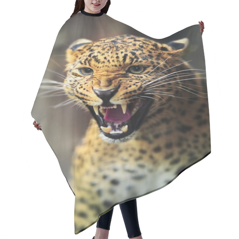 Personality  Portrait Of An Adult Leopard Hair Cutting Cape