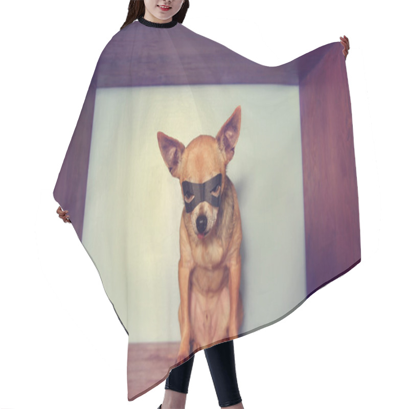 Personality  Chihuahua With Mask Hair Cutting Cape