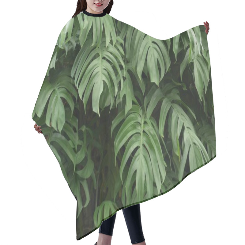 Personality  Juicy Exotic Tropical Monstera Leaves Texture Backdrop, Copyspace. Lush Foliage, Greenery In Paradise Garden. Abstract Natural Dark Green Jungle Vegetation Background Pattern, Wild Summer Rain Forest Hair Cutting Cape