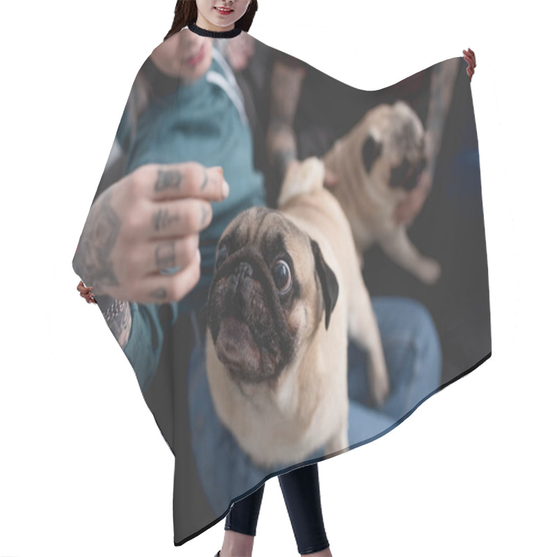 Personality  Cropped Image Of Tattooed Couple With Funny Pug Dogs At Home Hair Cutting Cape