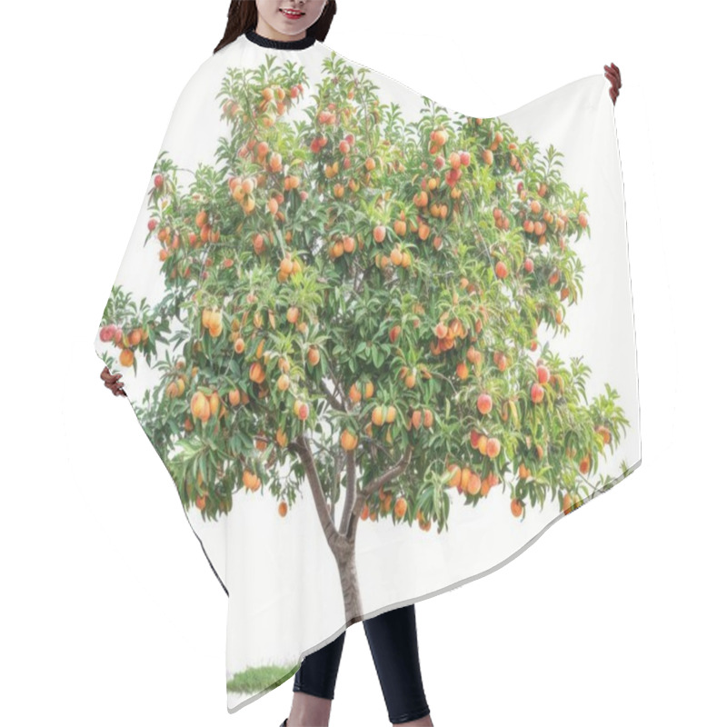 Personality  A Vibrant Peach Tree Bursting With Ripe, Juicy Peaches, Set Against A Soft White Background. Hair Cutting Cape