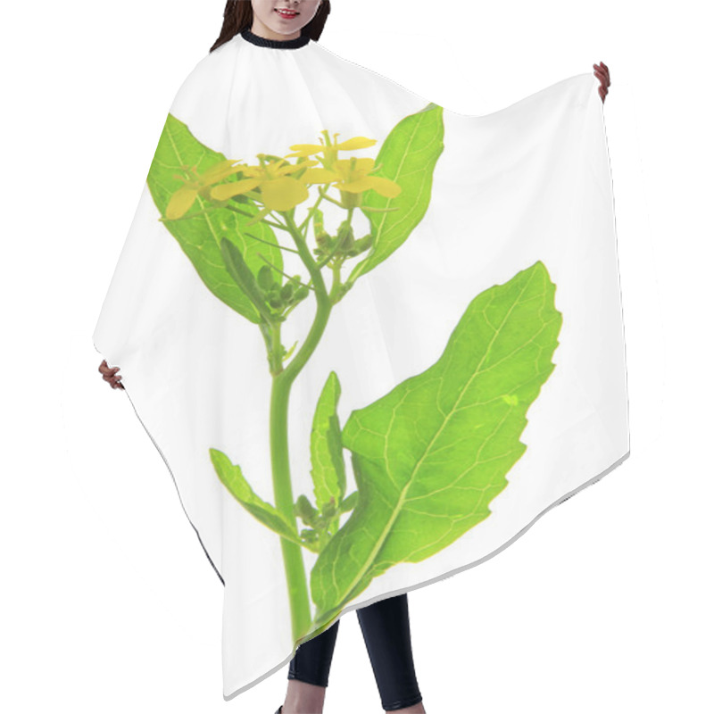 Personality  Brassica Nigra Hair Cutting Cape