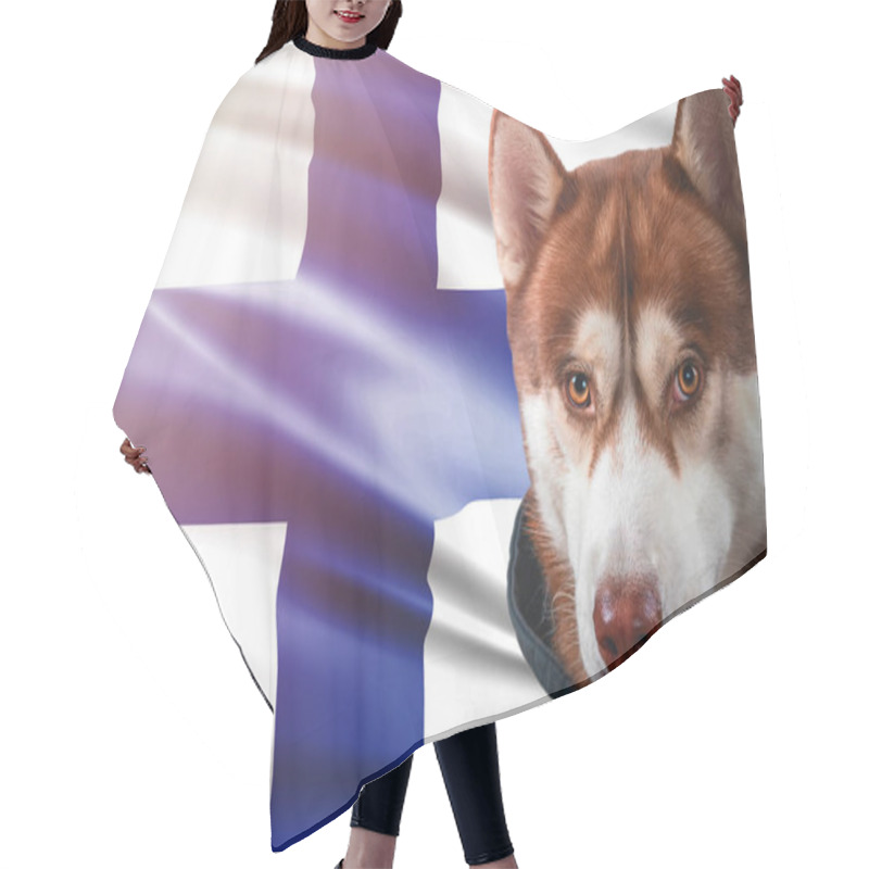 Personality  Patriotic Dog Proudly In Front Of Finland State Flag. Portrait Siberian Husky In Sweatshirt In The Rays Of Bright Sun. Hair Cutting Cape