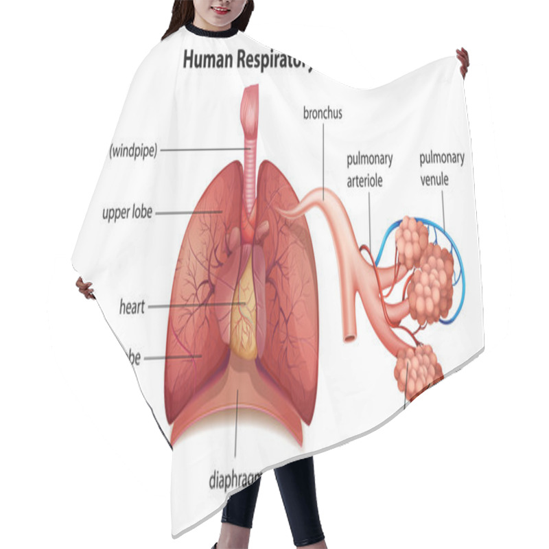 Personality  Human Respiratory System Hair Cutting Cape