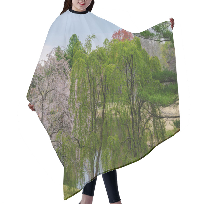 Personality  Photo Of Japanese Cherry Blossom And Weeping Willow Trees Side By Side In Meadowlark Botanical Gardens. Hair Cutting Cape