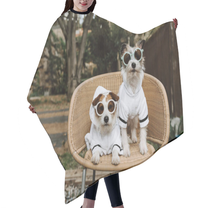 Personality  Two Dogs Going On Vacations Dressed With Bathrobe In A Hotel. Pet Friendly Concept Hair Cutting Cape