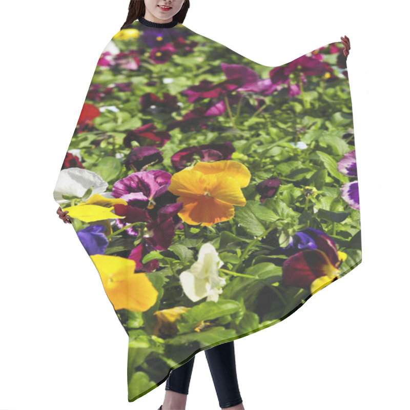 Personality  Pansies For Sale For Planting In Spring Hair Cutting Cape