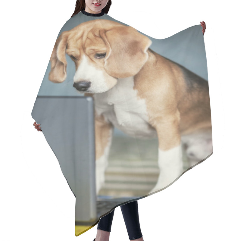 Personality  Nosy Beagle Surfing By Internet Hair Cutting Cape