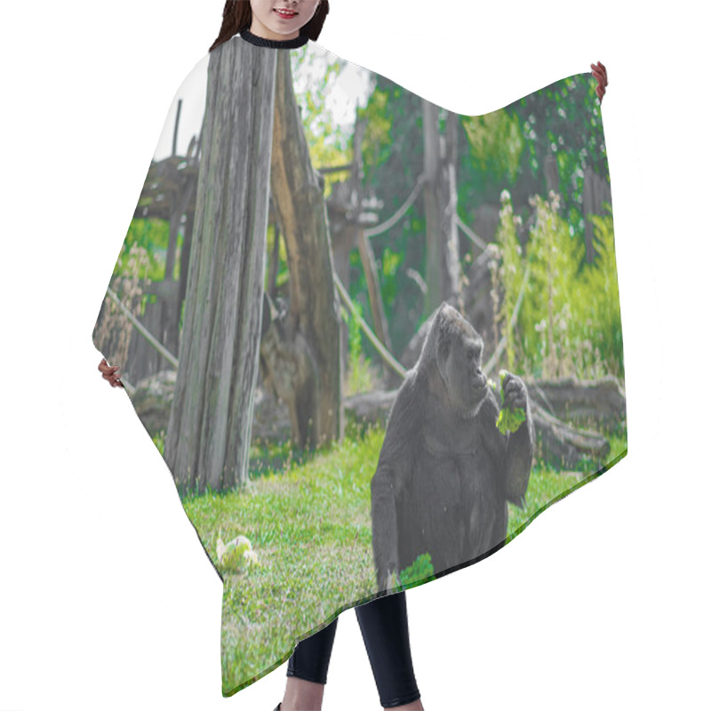 Personality  Gorilla Peacefully Seated On A Grassy Area While Eating Fresh Leafy Vegetables In An Outdoor Zoo Habitat Surrounded By Nature And Wooden Structures. Hair Cutting Cape