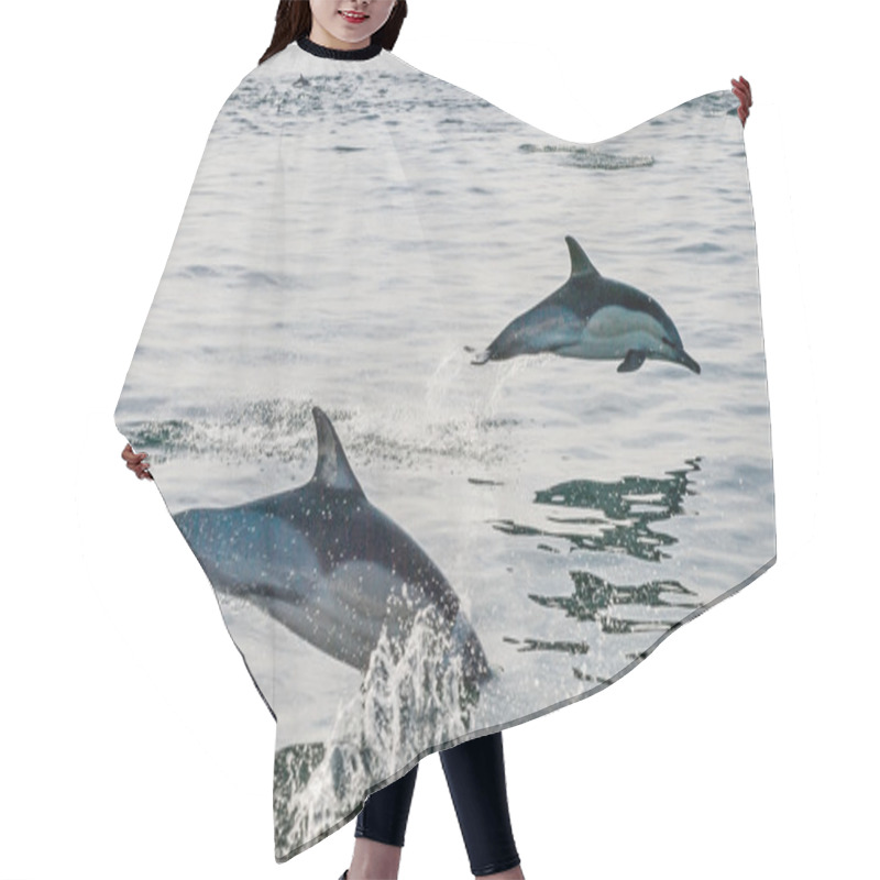 Personality  Group Of Dolphins Swimming In The Ocean  Hair Cutting Cape