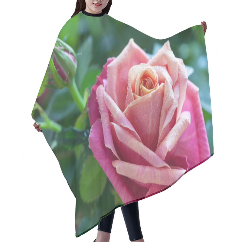 Personality  Rose In A Garden. Hair Cutting Cape