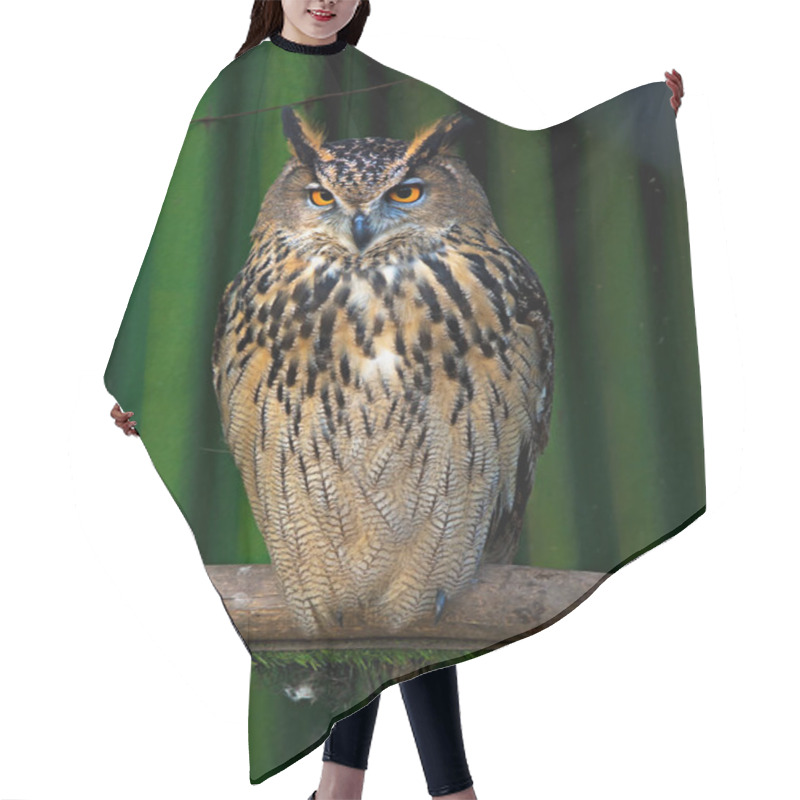 Personality  Big Beautiful Owl Sitting On A Branch. Unblinking Eyes. Hair Cutting Cape