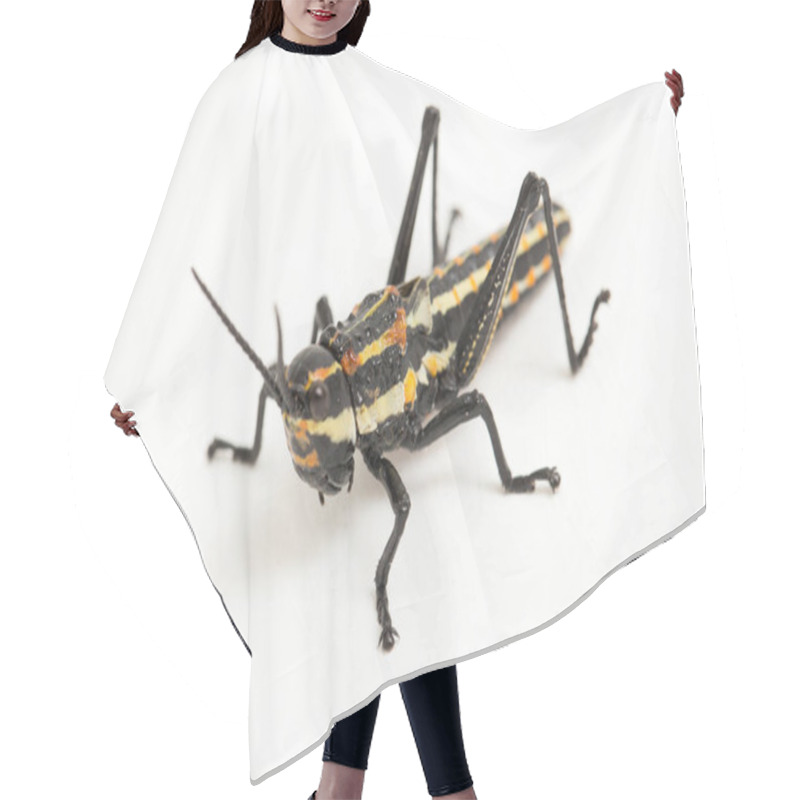 Personality  Northern Spotted Grasshopper (Aularches Miliaris) Isolated On White Background Hair Cutting Cape