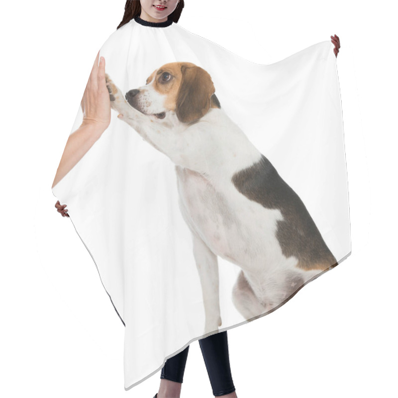 Personality  Beagle Dog Isolated On White Hair Cutting Cape