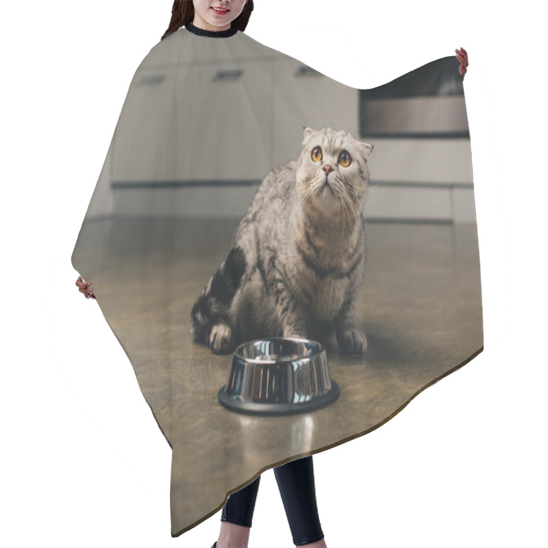 Personality  Cute Scottish Fold Cat Sitting On Floor Near Metal Bowl In Kitchen Hair Cutting Cape