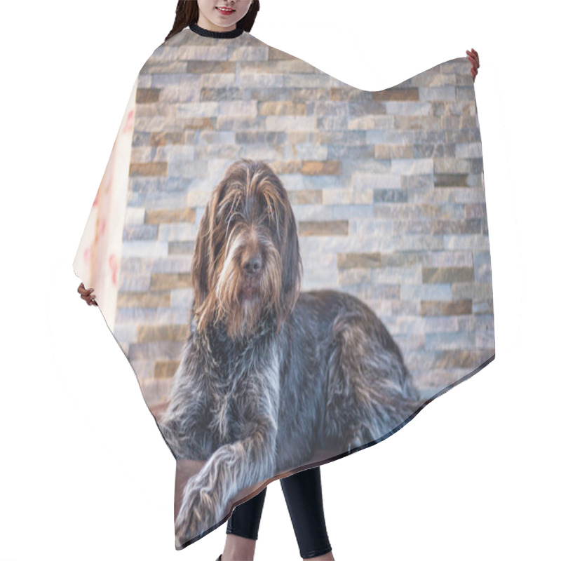 Personality  Tired Bohemian Wire-haired Pointing Griffon Lies On A Purple Mat With One Leg Protruding. Resting Czech Mustache In The House. Portrait Of A Pet In Set Sail Champagne Tone. Hair Cutting Cape