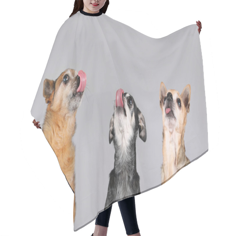 Personality  Dogs Looking Up With Tongues Out Hair Cutting Cape