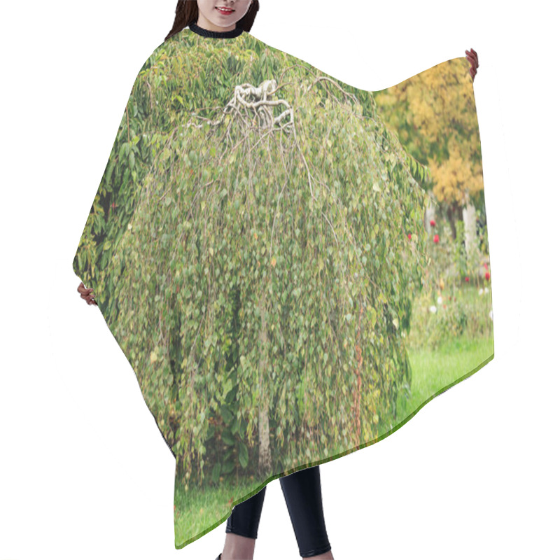 Personality  Weeping Birch Tree In Lush Green Park Setting. Hair Cutting Cape