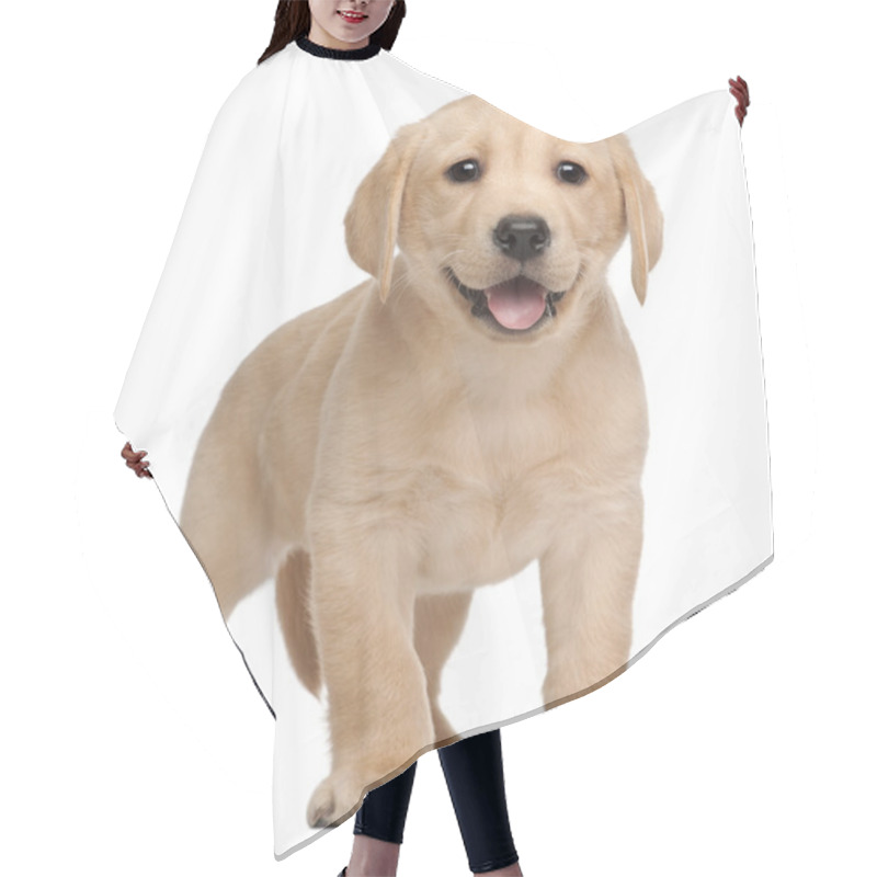 Personality  Labrador Puppy, 7 Weeks Old, In Front Of White Background Hair Cutting Cape