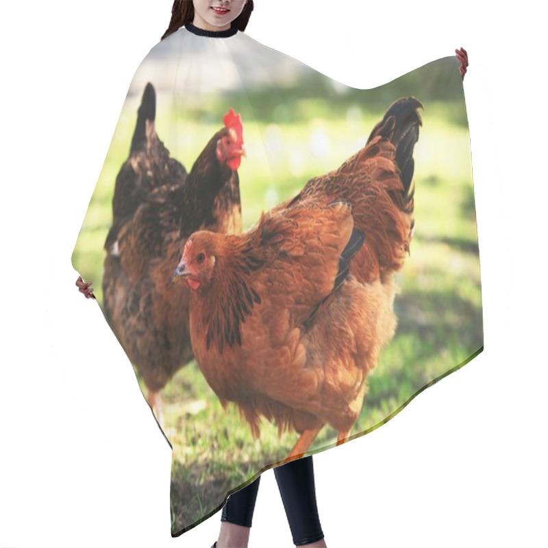 Personality  Two Colour Hens Hair Cutting Cape