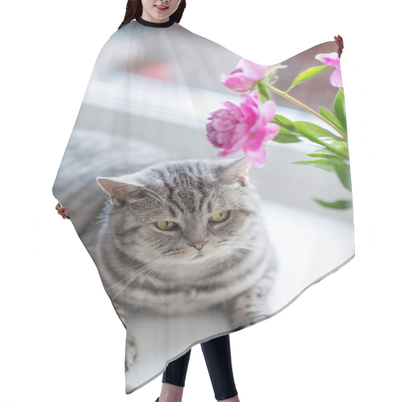 Personality  British Cat Breed Hair Cutting Cape