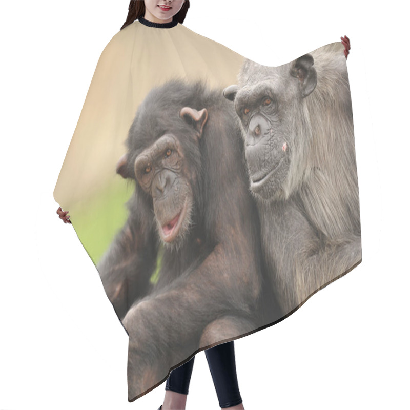 Personality  Big Chimpanzees Sitting Hair Cutting Cape