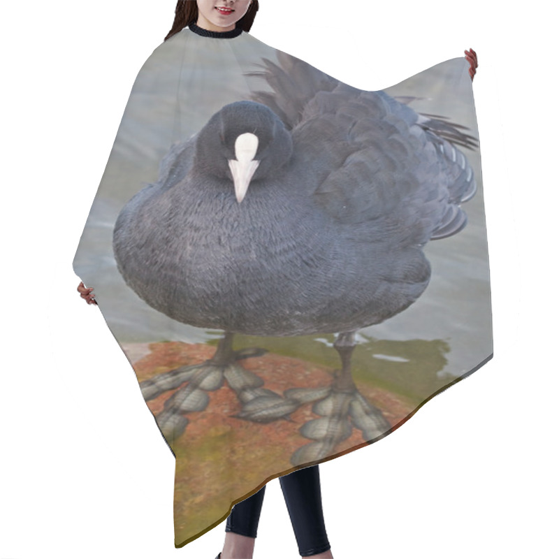 Personality  Portrait Of Eurasian Coot Hair Cutting Cape