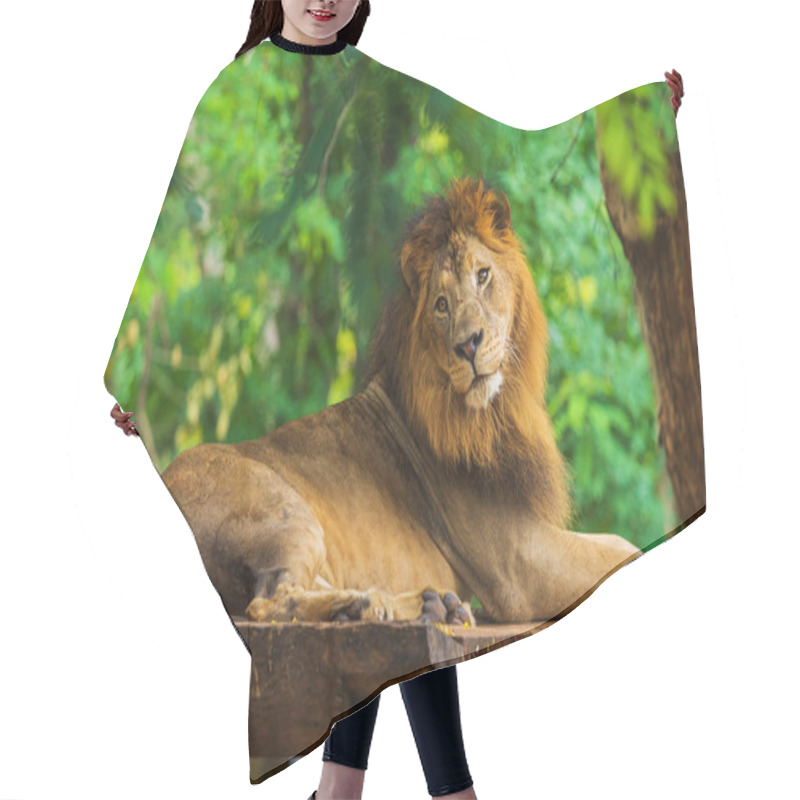 Personality  Male Lion Resting Near A Tree Hair Cutting Cape