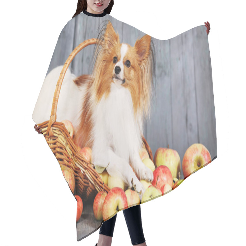 Personality  Doggie Breed Papillon. Dog In A Basket With Apples Hair Cutting Cape