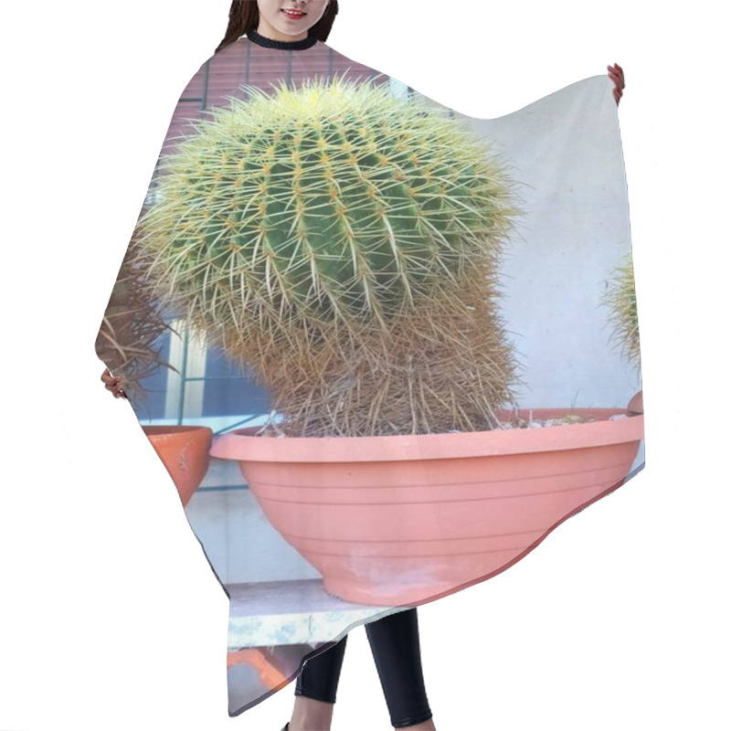 Personality  Potted Cactus: Echinocactus Grusonii, Desert Elegance For Gardens And Interiors.Iconic Succulents: Echinocactus Grusonii In Detail. Hair Cutting Cape