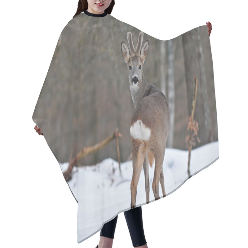 Personality  Roe Deer Hair Cutting Cape