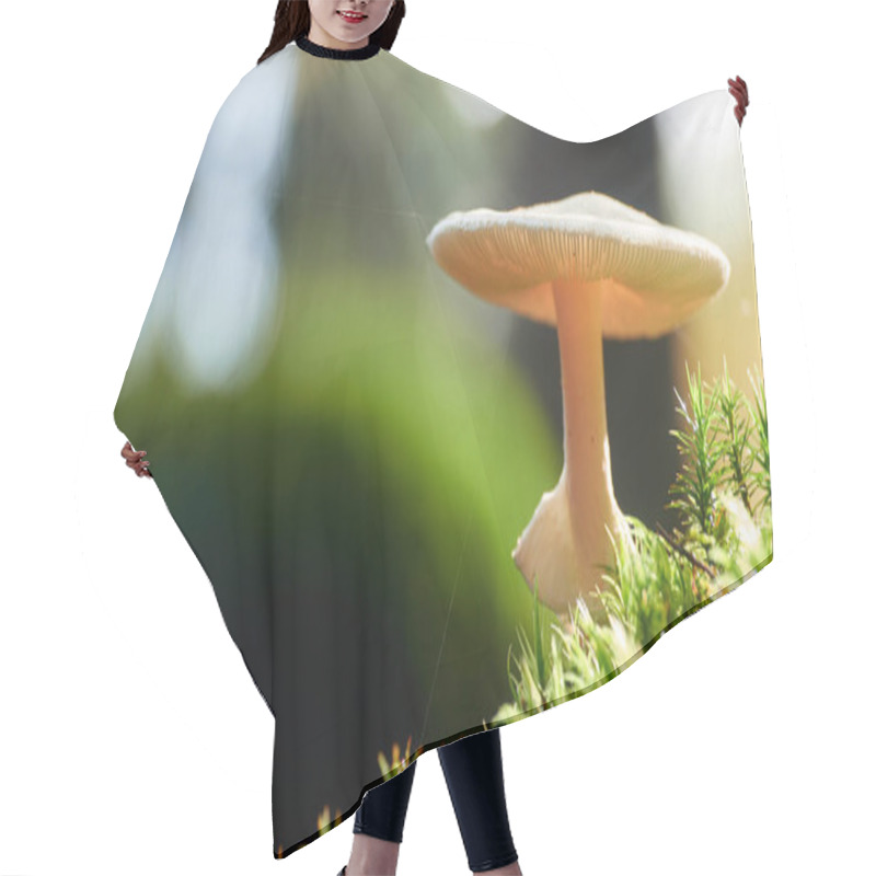 Personality  Mushroom In The Autumn Light Hair Cutting Cape