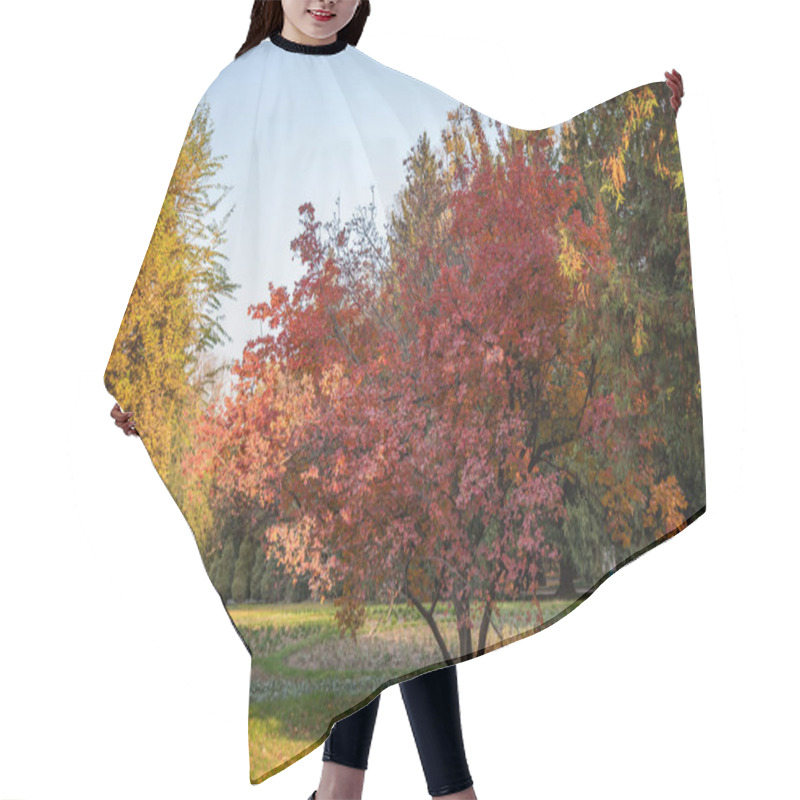 Personality  A Serene Park In Autumn, With A Striking Red Maple In Full Seasonal Color Amid Green And Yellowing Trees Under A Clear Sky, Signals Mid-fall. Hair Cutting Cape