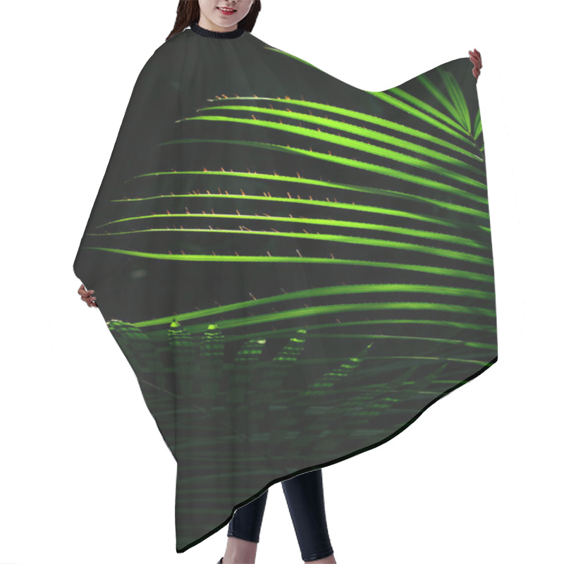 Personality  The Sun Shining Through The Leaves Of Palm Leaves In The Jungle Hair Cutting Cape