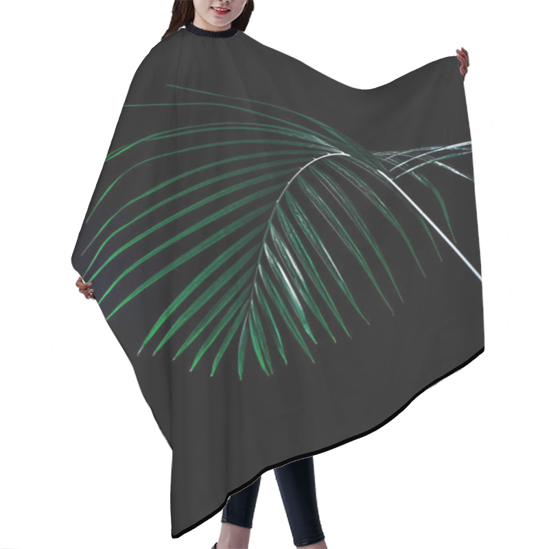 Personality  Tropical Palm Leaf In Dramatic Lighting, Isolated On Black Hair Cutting Cape