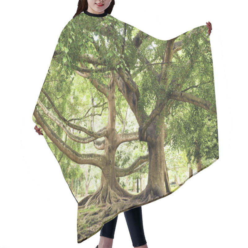 Personality  Ficus Benjamina Hair Cutting Cape