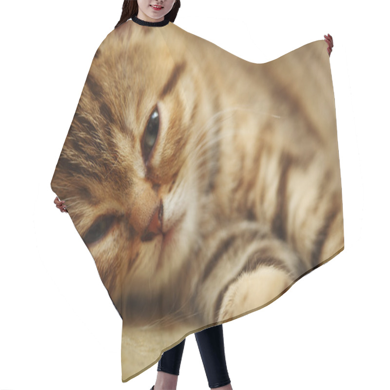 Personality  Sleepy Kitten Hair Cutting Cape