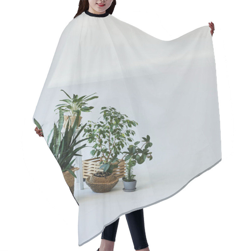 Personality  Green Plants In Pots On White Backdrop. Hair Cutting Cape