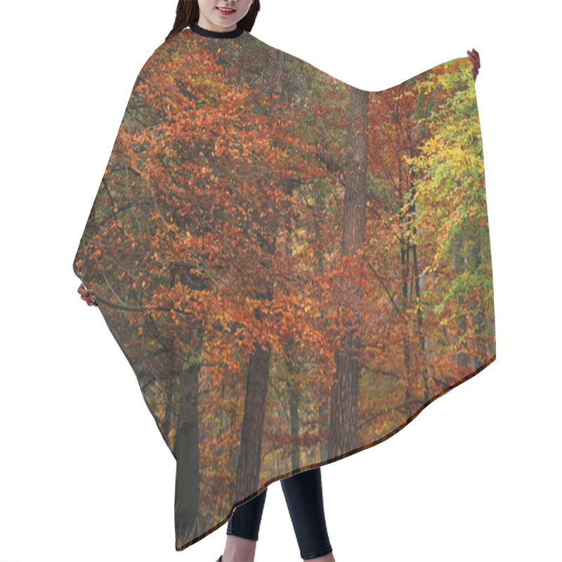 Personality  Yellow, Orange And Red Foliage In Fall Forest. Hair Cutting Cape