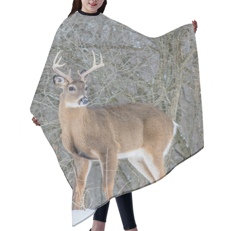 Personality  Whitetail Deer Buck Hair Cutting Cape