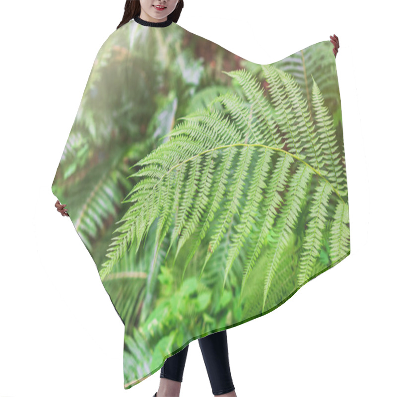 Personality  Green Fern In The Forest. Pteridium Aquilinum Or Bracken, Brake Or Common Bracken, Also Known As Eagle Fern, And Eastern Brakenfern Hair Cutting Cape