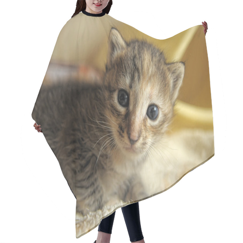 Personality  Little Kitty Hair Cutting Cape