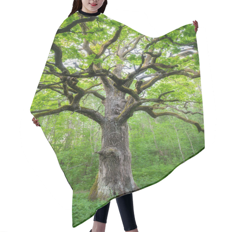 Personality  Tall Green Oak With Lush Foliage In Summer. Green Nature Concept. Summer Nature Background. Hair Cutting Cape