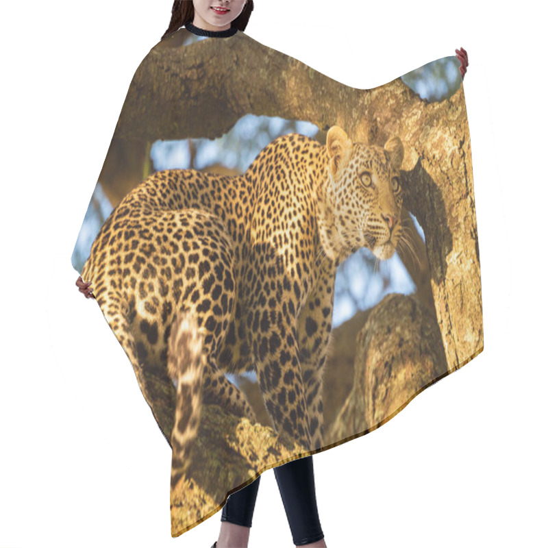 Personality  Leopard Sits On Tree Branch In Sun Hair Cutting Cape