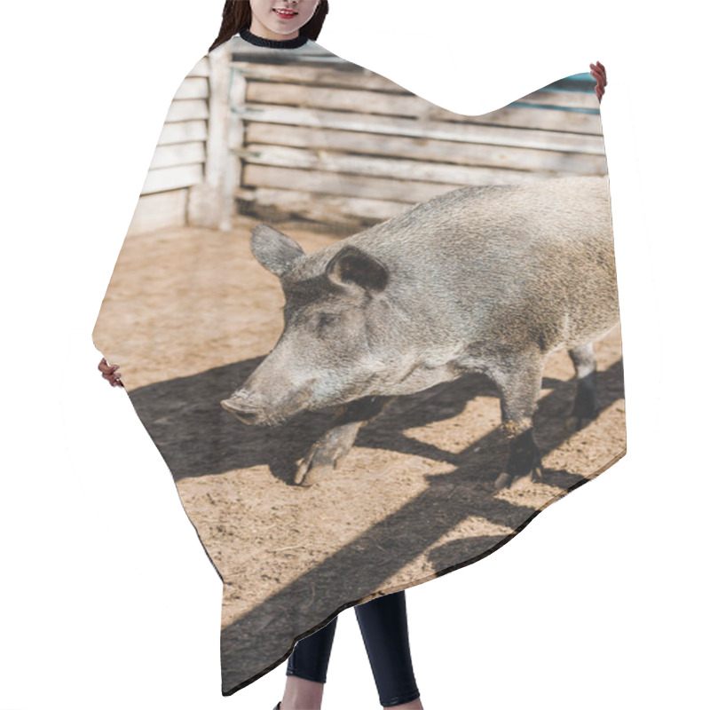 Personality  Selective Focus Of Grey Pig Walking In Corral At Farm  Hair Cutting Cape