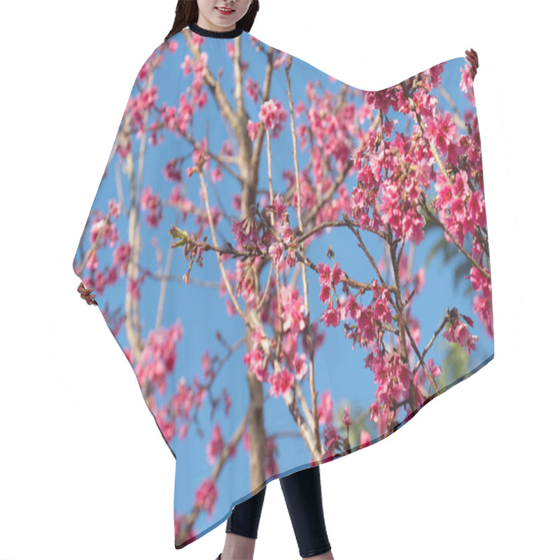 Personality  Branches Of A Tree Densely Covered In Bright Pink Blossoms Of Sakura Against A Clear Blue Sky. The Flowers Are In Full Bloom. Creating A Vibrant And Cheerful Spring Scene. Hair Cutting Cape