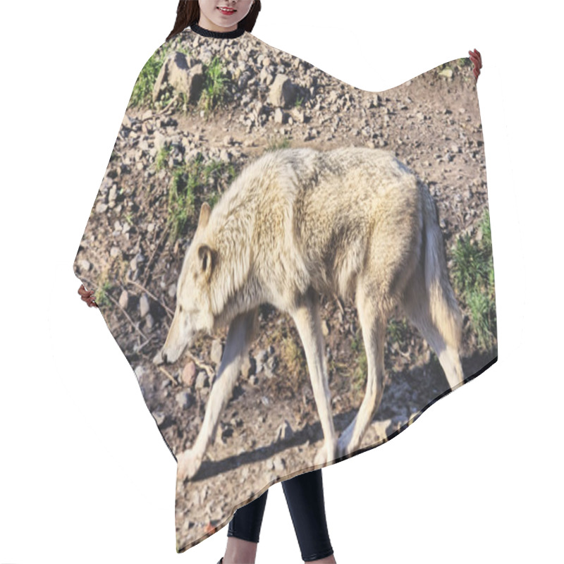 Personality  White Arctic Wolf At The Riverbed Sniffing. High Quality Photo Hair Cutting Cape