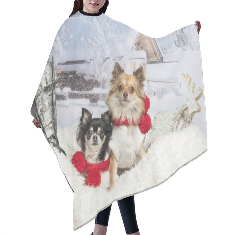 Personality  Chihuahuas Sitting Together On Fur In Winter Scene  Hair Cutting Cape