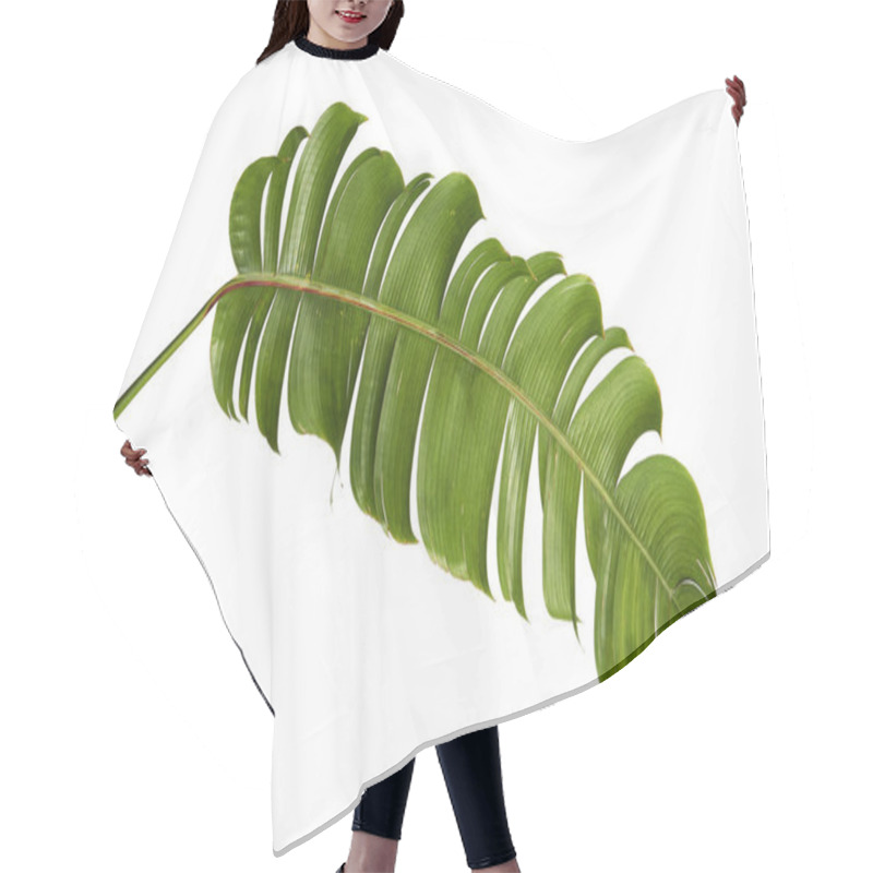 Personality  Heliconia Chartacea Leaves,Tropical Leaf, Bird Of Paradise Foliage Isolated On White Background, With Clipping Path                               Hair Cutting Cape